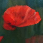 Květy bolesti - Quick born