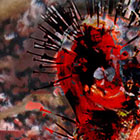 Podvodní Salome - hlubina